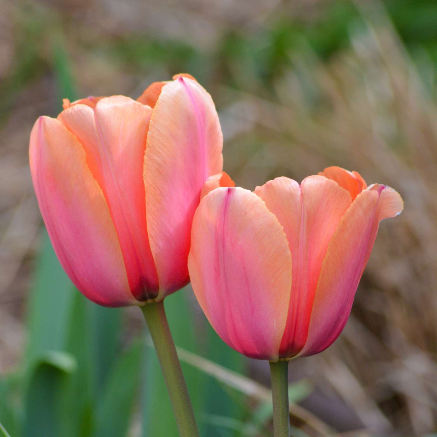 Tulp 'Apricot Impression'